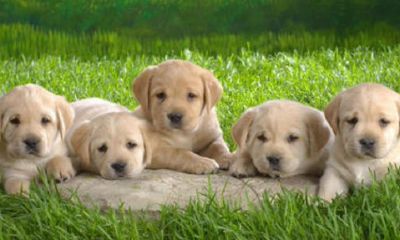 狗挡车什么预兆(属猴2023年运势及每月运程)