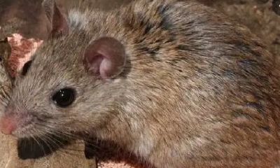 易经老鼠属于什么(鼠的五行属水还是金)