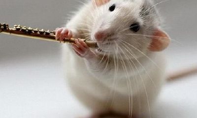 起名大全女孩属鼠(属鼠寓意好大气的名字男孩)