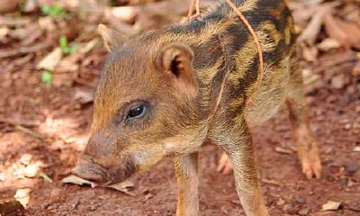 属猪的相克的属相是哪几个(十二生肖相冲相克表)
