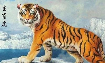 属虎人今日运势财运如何(都说86年虎人2023年财运好)