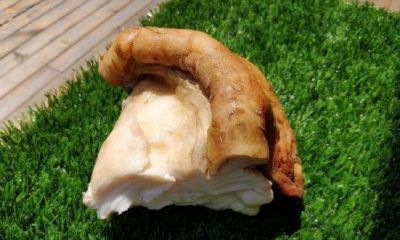 太岁肉芝是什么东西(本草纲目太岁介绍)