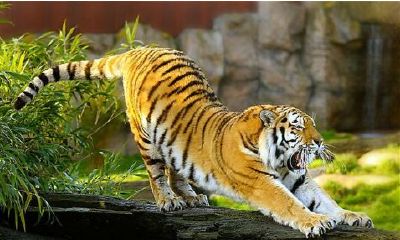 属虎24岁什么命(虎年24岁本命年运势如何)