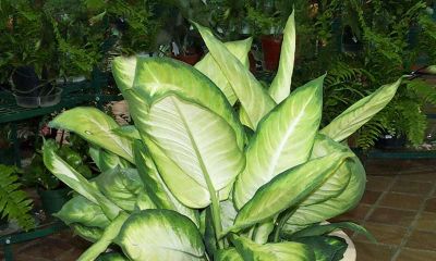 明财位绿植应该放多高合适(财位放什么绿植)