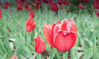 五月运势最好的星座(五月份的星座有哪些)