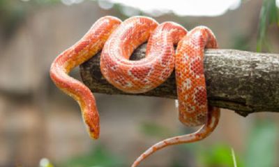 中午睡觉梦到蛇代表什么预兆(女人梦见蛇到处跑预示着什么)