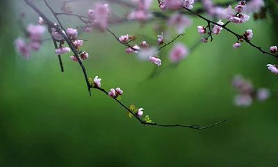 偏财食神比肩同坐日柱时柱(注定富贵的日柱)