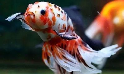 养鱼是不是招财(家里面养什么鱼招财)