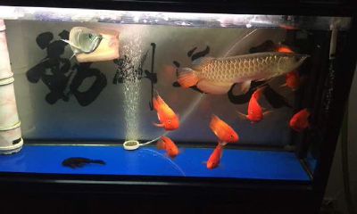 店里养什么冷水鱼招财(冷水鱼什么鱼招财)