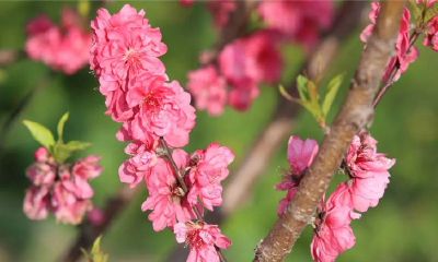 女人走桃花运会怎么样(怎样能走桃花运)