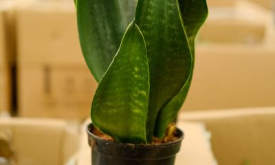 虎皮兰突然开花预兆风水(属虎的人忌讳啥)