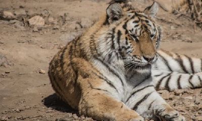 98年正月属虎女的命运(1998年三月属虎的女孩)