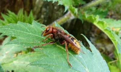神像开光为什么要放虎头蜂(神像开光用品)