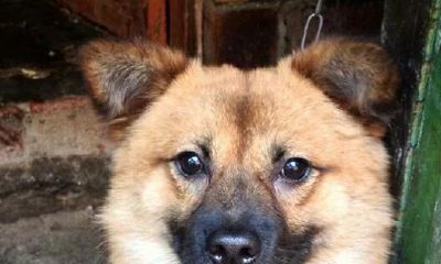 听狗叫声吉凶(狗叫时间测吉凶)