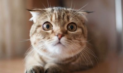 猫名字大全可爱的带财运雨开头(属鼠人养猫的大忌)