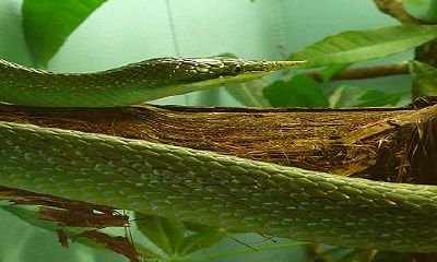 男人做梦梦见蛇是什么征兆(男人梦见蛇是什么寓意)