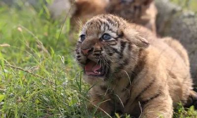 属虎取名字寓意好的字(属虎的小孩取名用什么字好)