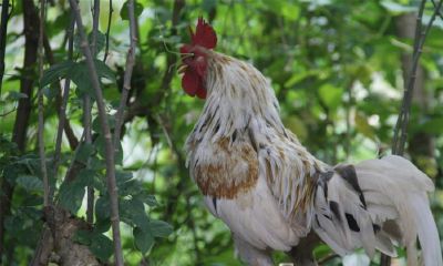 虎男羊女相克吗(属虎男和属猴女婚姻相配吗)