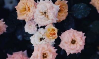 摩羯座和金牛座的爱情(摩羯和金牛谁的爱更深沉)