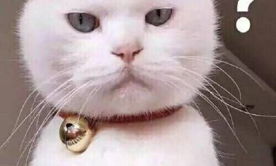 真命姻缘染羡5(真命姻缘染羡1)