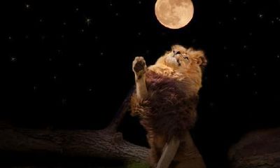 狮子座女生最怕什么(狮子座最讨厌什么样的人)