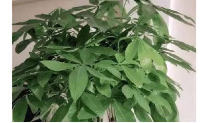 招财树怎么修剪才好看(招财树有几种)