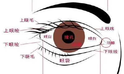 白眼面相图解(三角眼的女人面相)