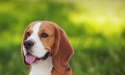 给小树苗取名字(给小树取名寓意和希望)