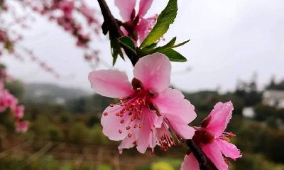 如何知道姻缘桃花开在几月(月下老人姻缘灵签)