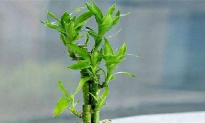 院子种什么植物风水好又旺财(家里适合种什么植物风水好)