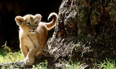 狮子座的人有什么优点(狮子座的优点有哪些)