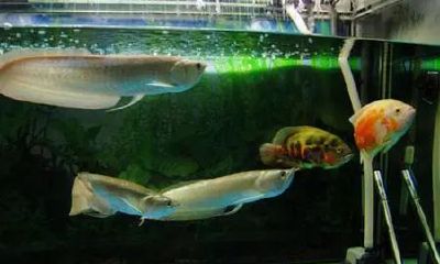 招财鱼为什么鱼食(招财鱼为什么不吃东西了)