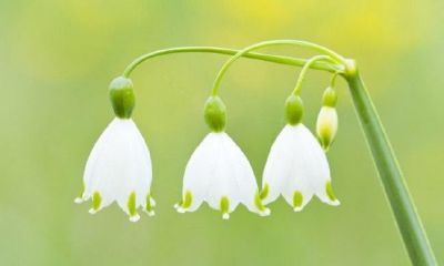 九华山哪个寺庙求姻缘的(九华山求姻缘哪个庙最灵)