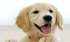 比熊犬起名字霸气点的(2023年出生的射手座)