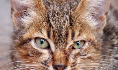 做梦梦到某个人死了是凶还星吉(梦到男朋友凶我预示着什么)