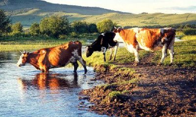 2023年属牛的9月出生好吗(1974年属虎几月出生好)