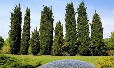 坟地种啥树风水最好(农村怎样看坟地风水好坏)