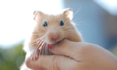 2023年鼠年取名字大全男孩(2023年虎年是什么命)