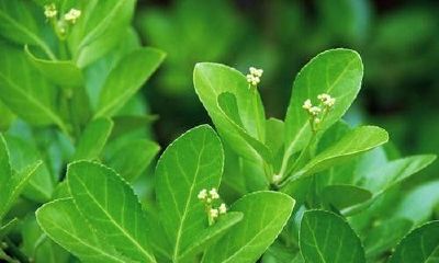 四季常青财运(四季常青财运旺什么生肖)