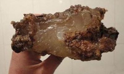 土太岁的功效(真正的土太岁)