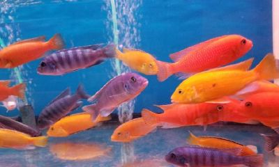 宠物起名字大全好听(人中歪斜的男人面相)