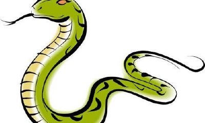 属蛇人的个性特征(属蛇和兔子属相合不合)