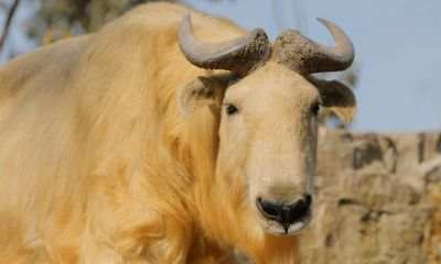 不和你计较是什么生肖(怎样哄狮子座女生)