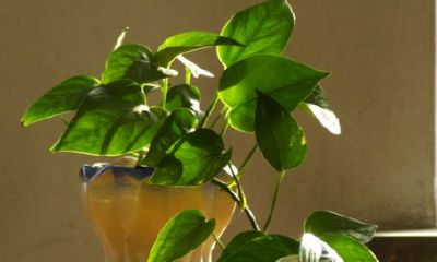 4月20号黄历吉日吗(单身女梦见蛇是什么意思)