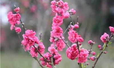 一位姻缘一线牵(千里姻缘一线牵)