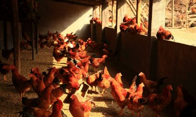 属蛇的有什么出息(属蛇干什么职业好)