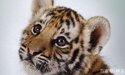 鼠和虎婚配吗(两个96属鼠的相配吗)