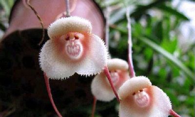 属猴适合养什么盆栽(属猴的人种什么植物最好)