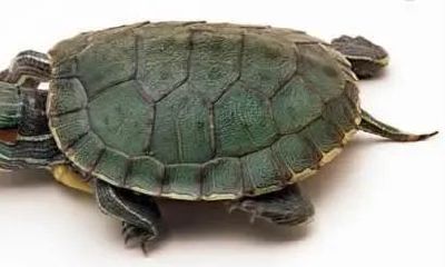 属虎的人养乌龟的忌讳(属龙的人能养乌龟吗)