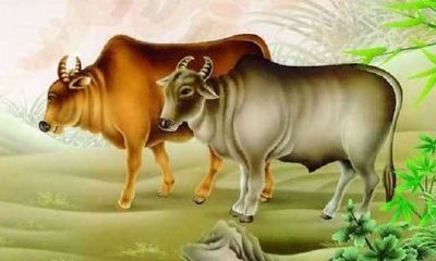 属牛的在2023年每个月的运势(属牛2023年运势及运程详解每月)